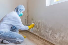 Best Mold Odor Removal Services in USA